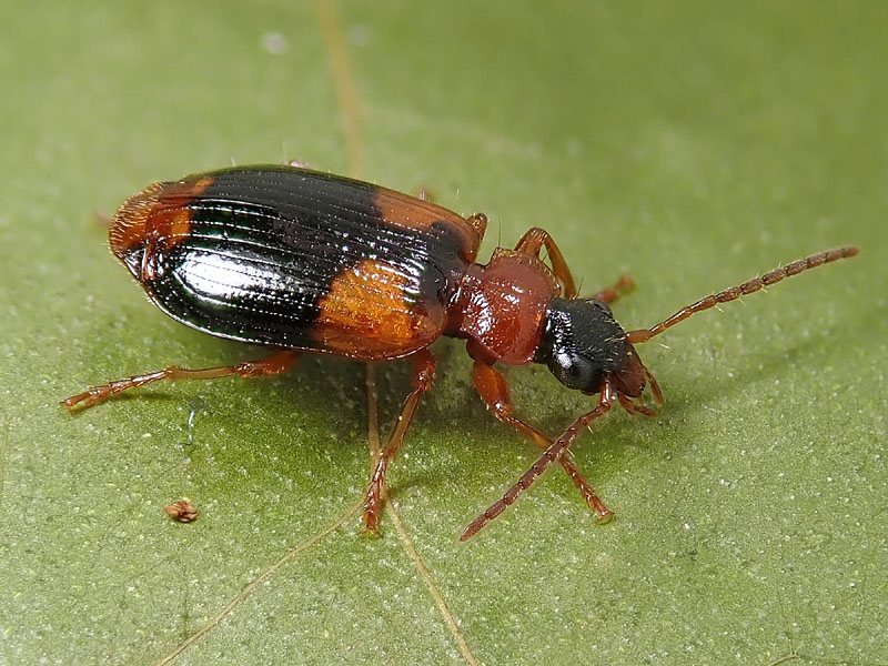 Carabidae: Lebia humeralis